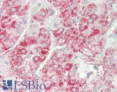 IHC-plus™ TSPO / PBR Antibody