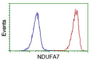 NDUFA7 Antibody (clone OTI2E4)