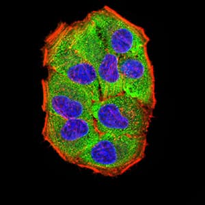 PRKAG3 / AMPK Gamma 3 Antibody (clone 2C7A7)