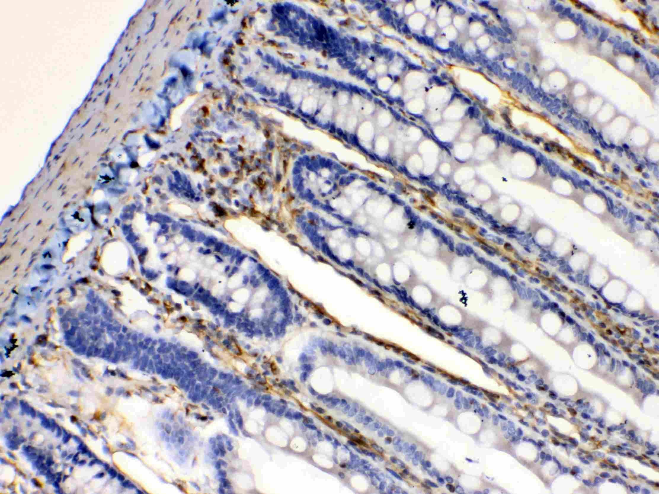 BAG1 / BAG-1 Antibody