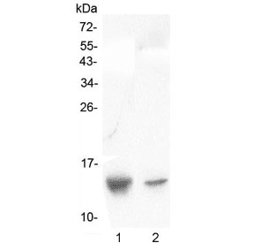 SDF1 / CXCL12 Antibody
