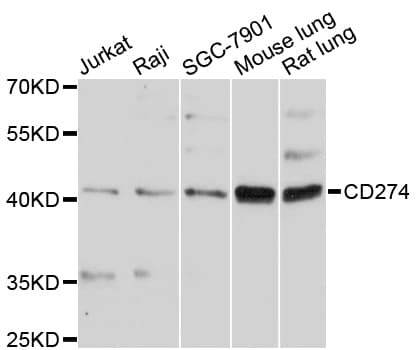 CD274 / B7-H1 / PD-L1 Antibody