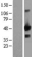 EGLN1 / PHD2 Protein (Over-Expression Lysate Myc-DDK (Flag))