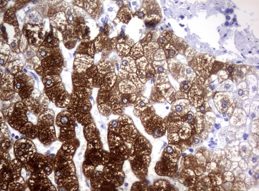 Monoclonal Mouse anti-Human CYP1A2 Antibody (clone UMAB105, IHC, IF, WB)