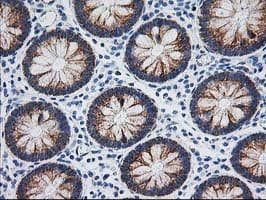 AK4 / Adenylate Kinase 4 Antibody (clone OTI3B1, Carrier-free)