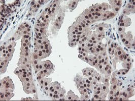 POLR2E Antibody (clone OTI3B5, Carrier-free)