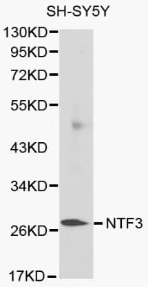 NTF3 / Neurotrophin 3 Antibody