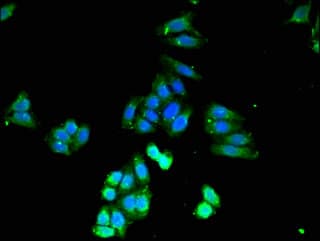 CASP4 / Caspase 4 Antibody