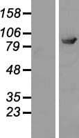 ELMO2 Protein (Over-Expression Lysate Myc-DDK (Flag))