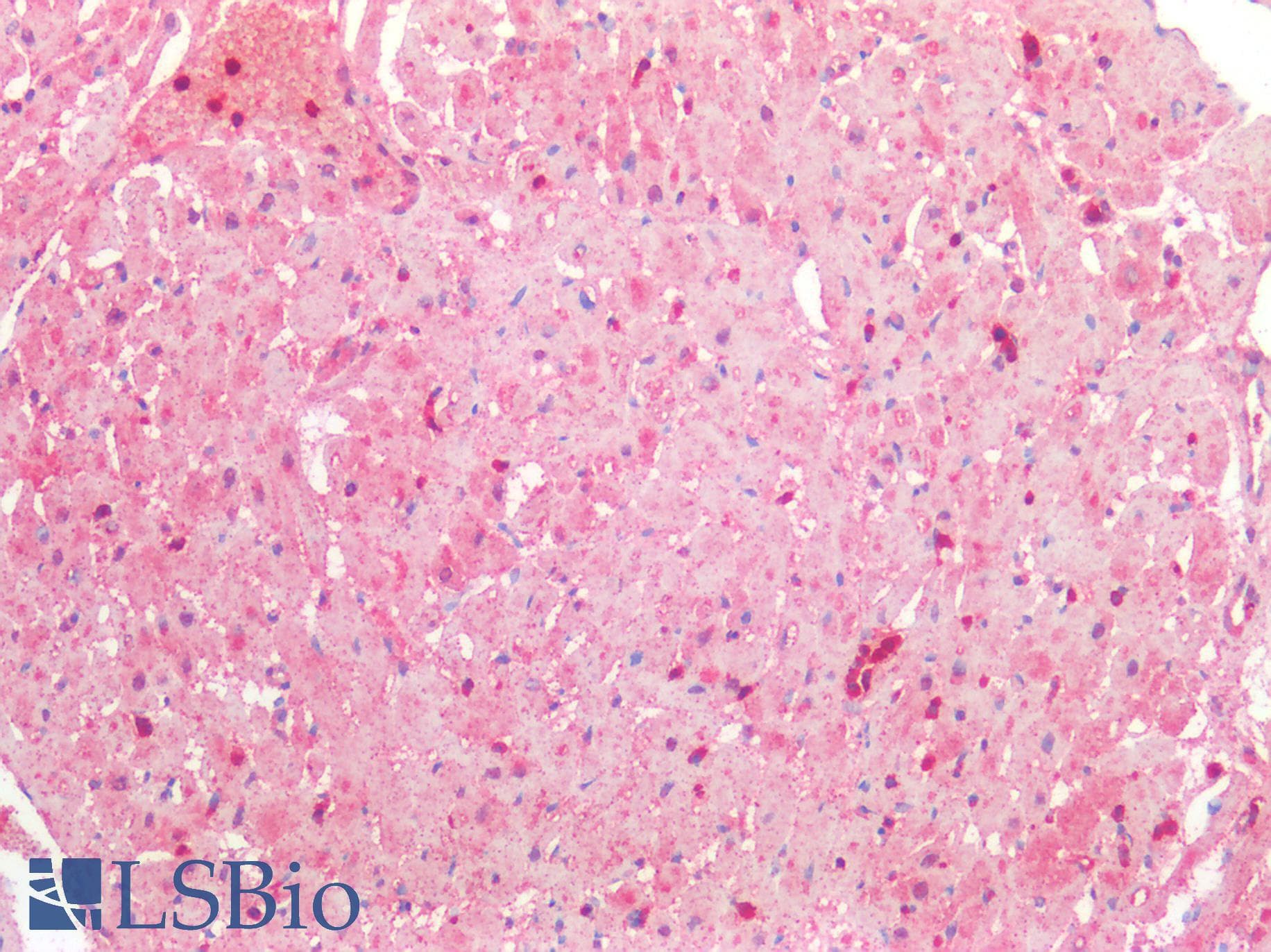 IHC-plus™ GNA12 Antibody (aa370-379)