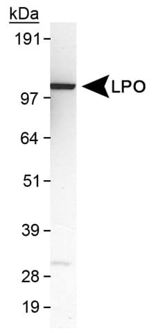 LPO / Lactoperoxidase Antibody (Internal, Biotin)