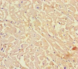 Polyclonal Rabbit anti-Human KIF24 Antibody