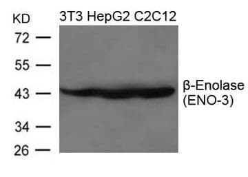 ENO3 / Enolase 3 Antibody