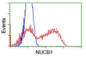 NUCB1 / Nucleobindin Antibody (clone OTI1A5)