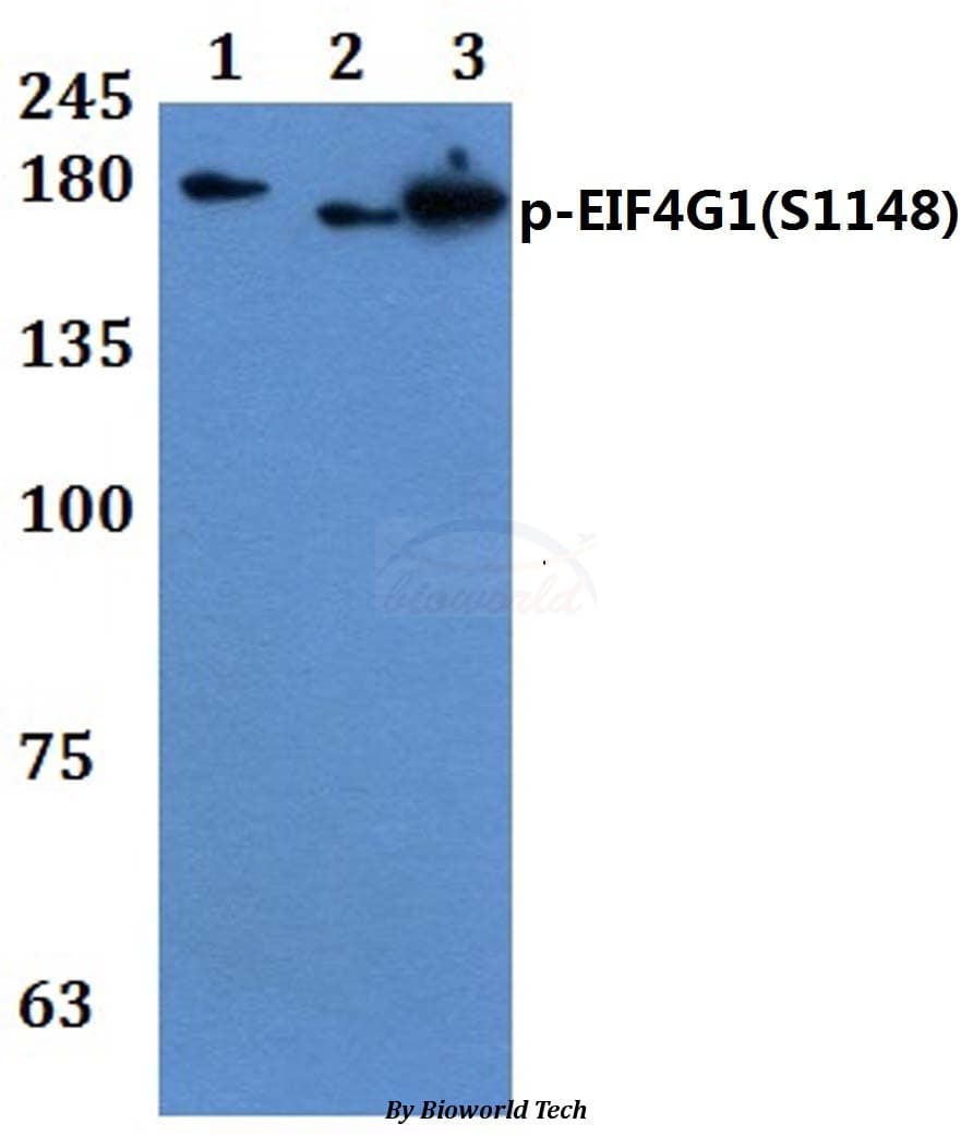 EIF4G1 / EIF4G Antibody (phospho-Ser1148)
