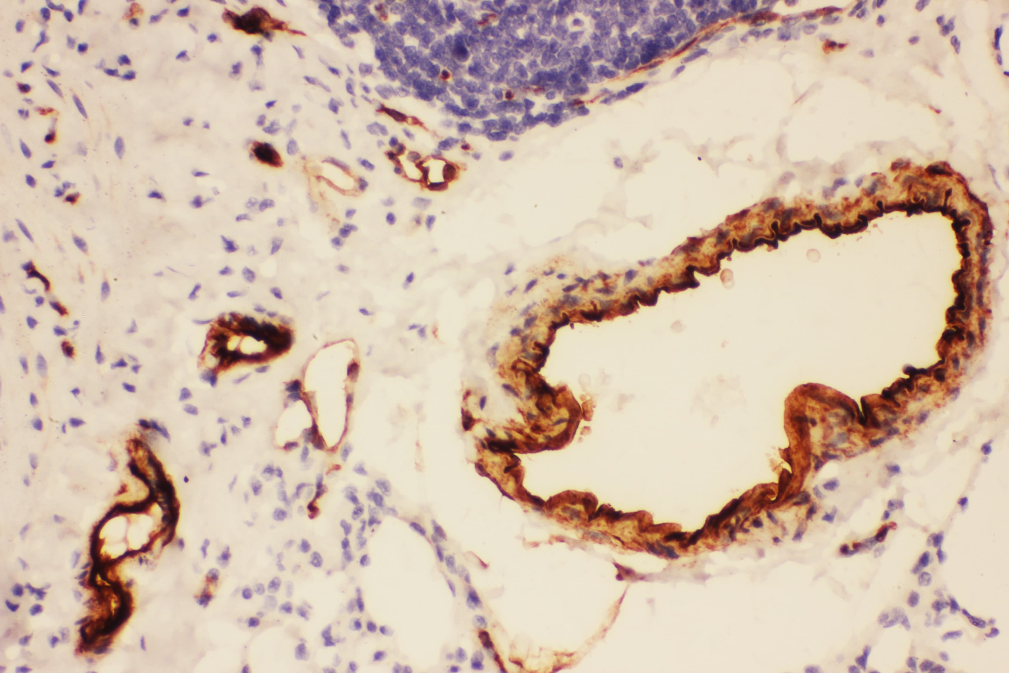 Polyclonal Rabbit anti-Rat Adiponectin Antibody (aa19-244, IHC, WB)
