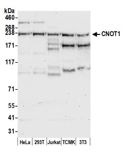 Polyclonal Rabbit anti-Human NOT1 / CNOT1 Antibody (aa1400-1450, WB)