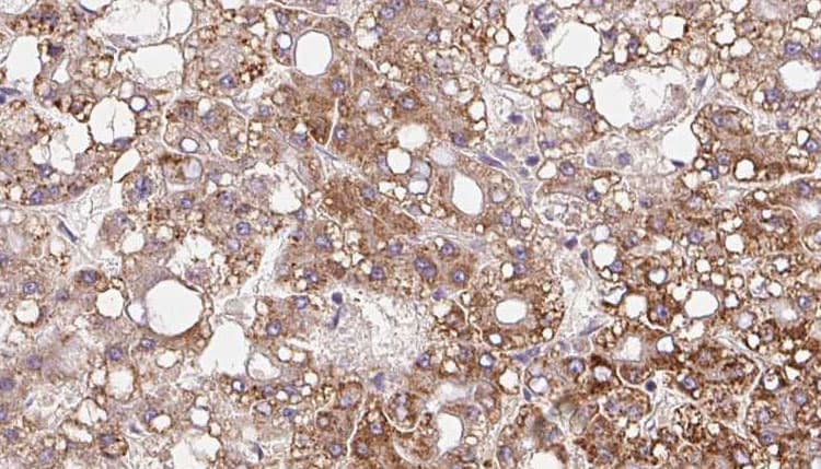 MRGPRF Antibody