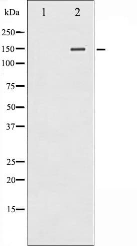 PLCG2 / PLC Gamma 2 Antibody