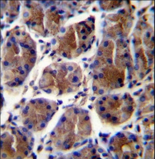 Polyclonal Rabbit anti-Human GIF / Intrinsic Factor Antibody (aa189-218, IHC, IF, WB)