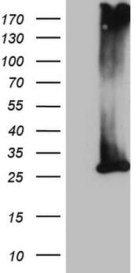 MS4A12 Antibody (clone OTI3F9)