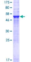 Human FAM117A Protein (Recombinant GST)