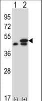 EF1G / EEF1G Antibody (aa208-237)