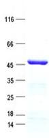 Human TADA1 / ADA1 Protein (Recombinant His, N-Terminal)