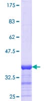 Human MYL3 Protein (Recombinant GST, N-terminus)