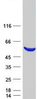 Human PIP4K2C Protein (Recombinant Myc-DDK (Flag))