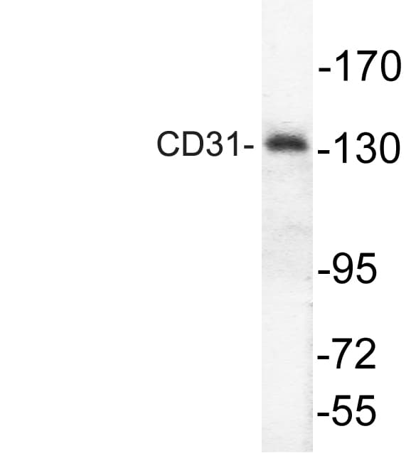 Polyclonal Rabbit anti-Human PECAM-1 / CD31 Antibody (Thr709, IHC, IF, WB)