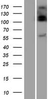 UGT2B10 Protein (Over-Expression Lysate Myc-DDK (Flag))