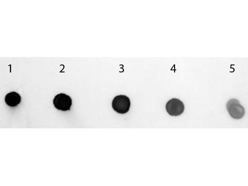 Polyclonal Goat Anti-Human IgM Secondary Antibody (AP, IHC, WB)