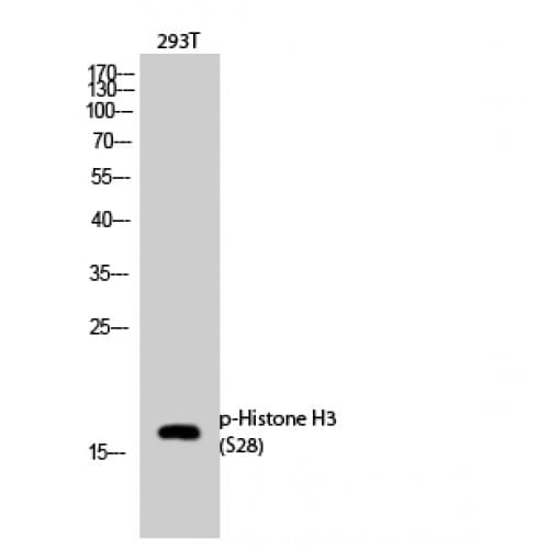 Histone H3 Antibody (10-90 aa)