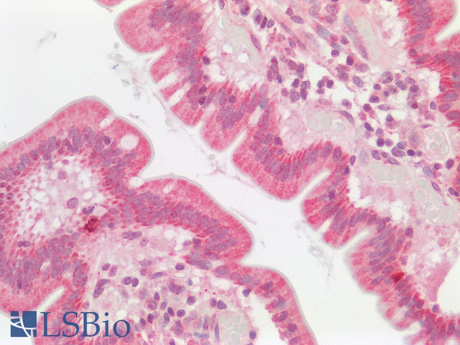 NLRX1 Antibody (C-Terminus)