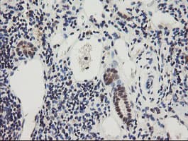 RBPMS / Hermes Antibody (clone OTI2C3, Carrier-free)