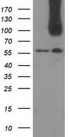 CDCP1 Antibody (clone 2B8, Carrier-free)