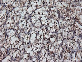 MSI1 / Musashi 1 Antibody (clone OTI2E9, Carrier-free)