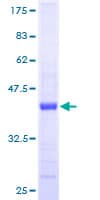 Human GOLGA7 Protein (Recombinant GST)