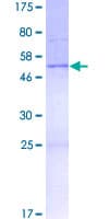 Human C22orf23 Protein (Recombinant GST)