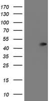 SERPINA5 / PCI Antibody (clone OTI1A9)