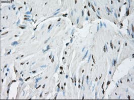 ID3 Antibody (clone OTI5C7)