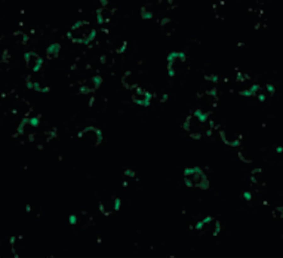 IHC-plus™ CARD10 / CARMA3 Antibody