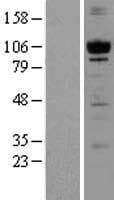 PRKD1 / PKC Mu Protein (Over-Expression Lysate Myc-DDK (Flag))