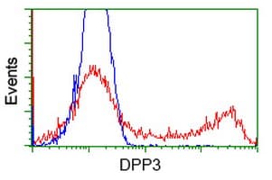 Dipeptidyl Peptidase 3 / DPP3 Antibody (clone OTI 2G8)