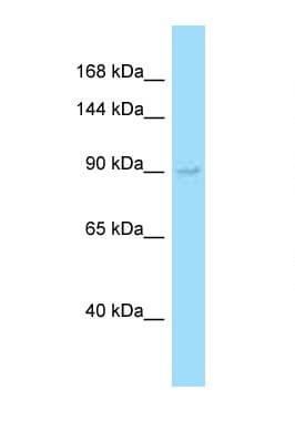 EXO1 Antibody (aa74-123)