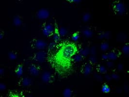 Monoclonal Mouse anti-Human Prominin 2 / PROM2 Antibody (clone OTI14D1, IHC, IF, WB)