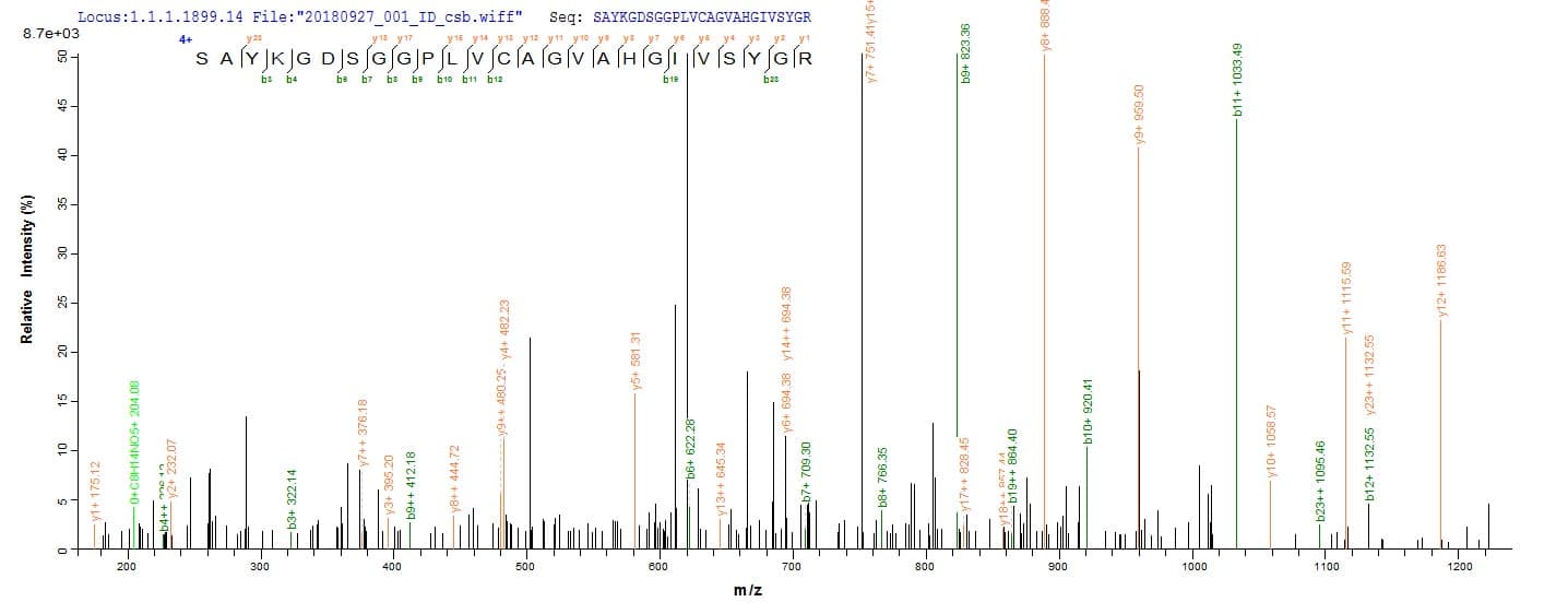 Rat MCPT1 / Mast Cell Protease 1 Protein (Recombinant Myc,N-terminus)