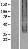 GPR183 / EBI2 Protein (Over-Expression Lysate Myc-DDK (Flag))