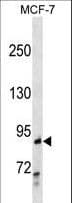 Polyclonal Rabbit anti-Human RIP1 / RALBP1 Antibody (aa42-71, WB)